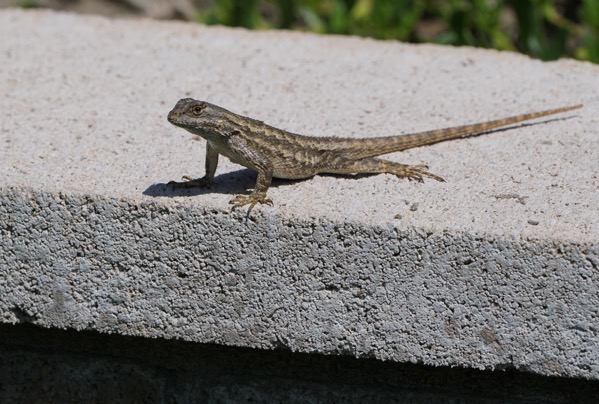 2020 04 03 2020 4 27 Photo Import 96