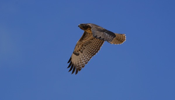 2020 06 21 2020 6 21 PT Stearman 188
