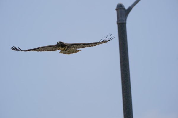 2020 06 21 2020 6 21 PT Stearman 21