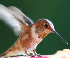 2020 8 29Humming bird 7749