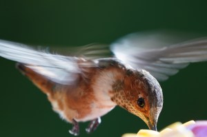 2020 8 29Humming bird 8014