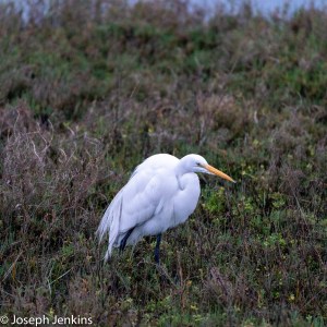 2021 2 20 Bolsa Chica Reserve 1