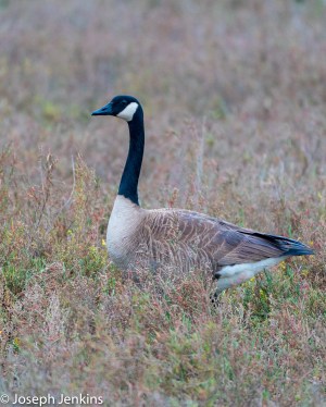 2021 2 20 Bolsa Chica Reserve 13