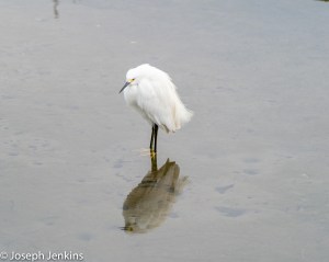 2021 2 20 Bolsa Chica Reserve 33