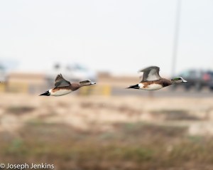 2021 2 20 Bolsa Chica Reserve 40