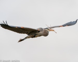 2021 2 20 Bolsa Chica Reserve 59