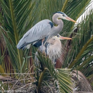 2021 2 20 Bolsa Chica Reserve 93