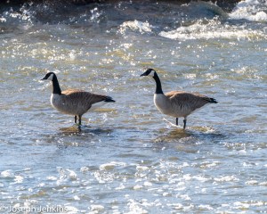 2021 2 28 Santa Ana River Trail 10