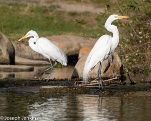 2021 2 28 Santa Ana River Trail 2