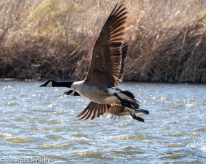 2021 2 28 Santa Ana River Trail 7