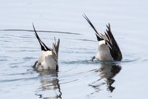 2022 12 30 Bolsa Chica 00422 extedit