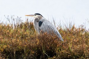 2022 12 30 Bolsa Chica 00575 2