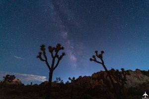 2020-8-13 Joshua Tree 103- Instagram.jpg 2020 8 13 Joshua Tree 103 Instagram