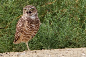 2023 9 4 Burrowing Owls 9 Instagram 2